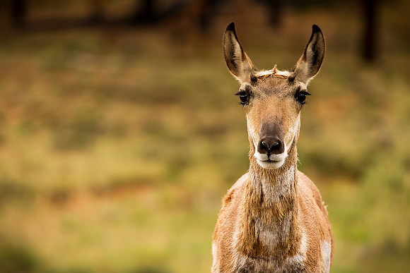 Pronghorn Antelope