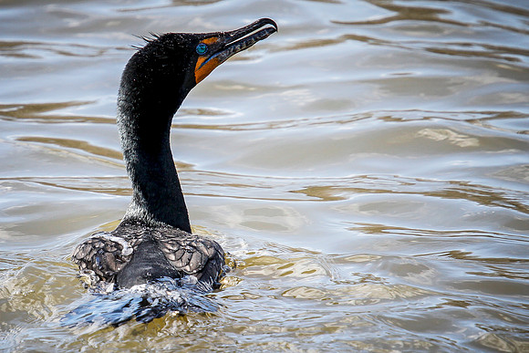 Green-eyed Cormorant