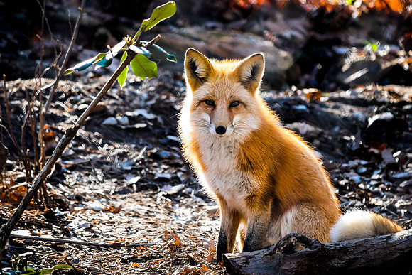 Red Fox