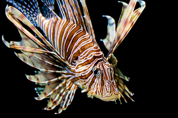 Lionfish