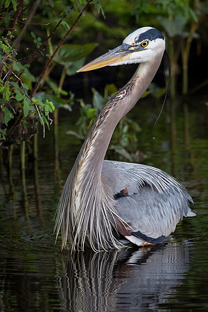 Great Blue Heron