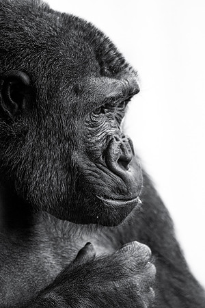 Western Lowland Gorilla