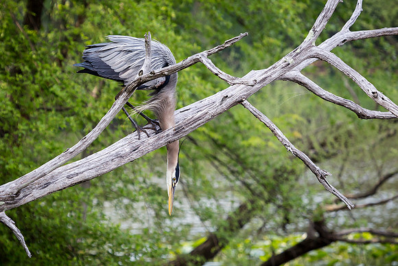 Great Blue Heron
